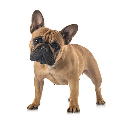 French Bulldog