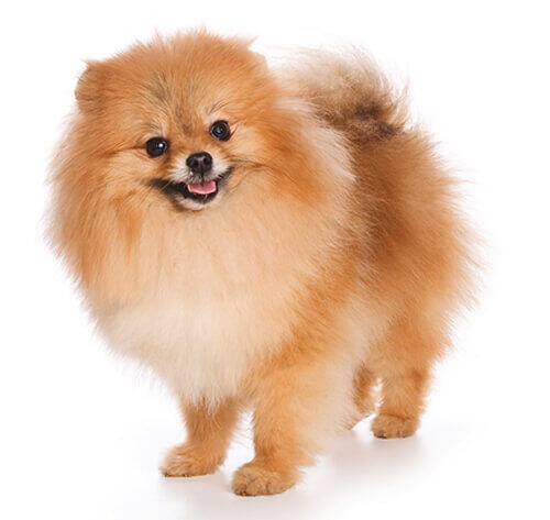 German Spitz (Klein)