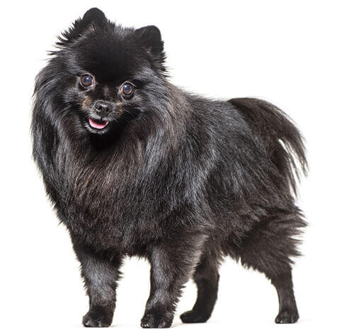 German Spitz (Mittel)