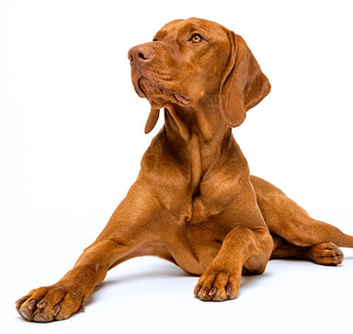 Hungarian Vizsla