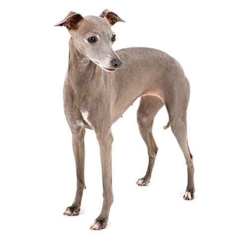 Italian Greyhound