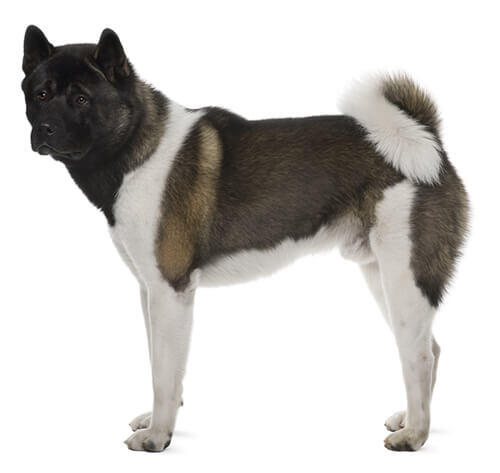 Japanese Akita