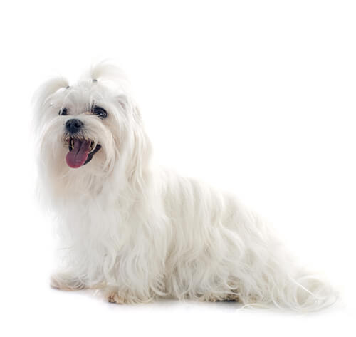 Maltese