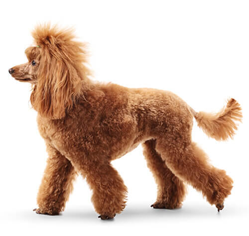 Poodle (Standard)