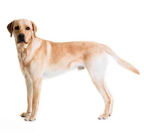 Retriever (Labrador)