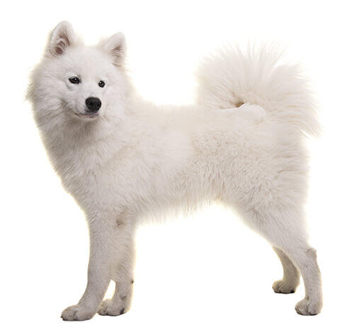 Samoyed