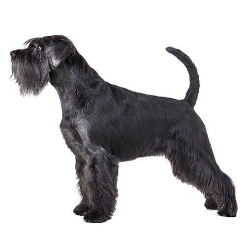 Schnauzer Standard