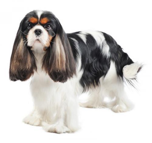 Cavalier King Charles Spaniel Cavalier King Charles Spaniel