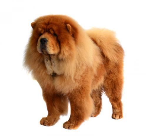 Chow Chow (Rough) Chow Chow (Rough)
