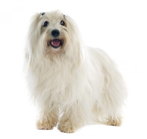 Coton De Tulear Coton De Tulear
