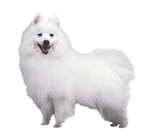 Japanese Spitz