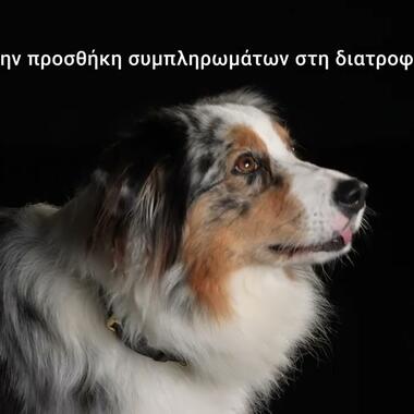 PRO PLAN® Natural Defences+ Συμπλήρωμα Διατροφής για Σκύλους σε Δισκία | Purina Greece