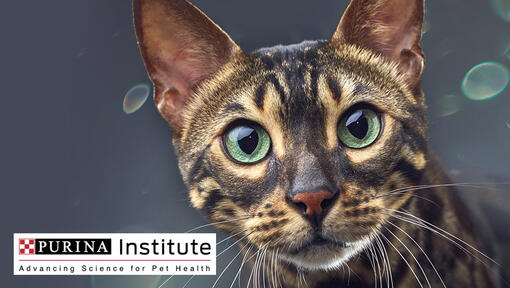 Λογότυπο Ινστιτούτου Purina και γάτα