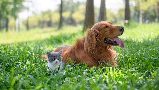 Σκύλος και γατάκι στο γρασίδι