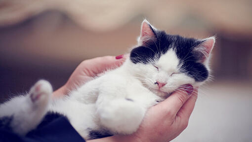 Black and white cat asleep in owners hands