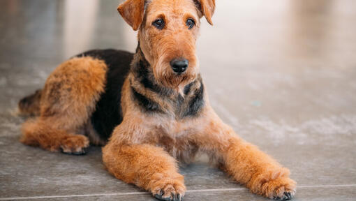 Airedale terrier ξαπλωμένη στο πάτωμα.