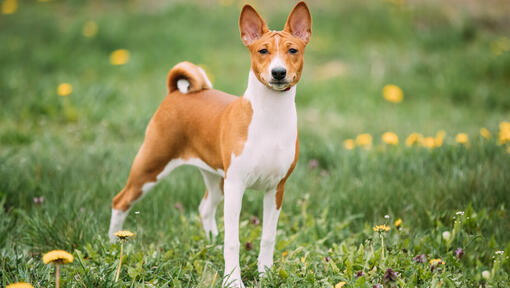 Καφέ basenji που στέκεται στο γρασίδι.