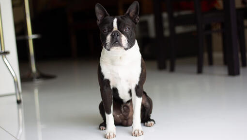 Boston terrier που κάθεται στο κέντρο του δωματίου