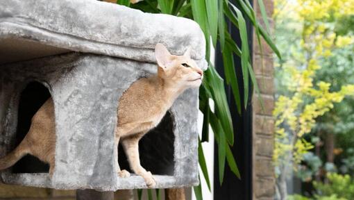 Cat in a cat tree