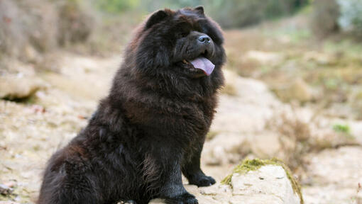 Σκύλος Black Chow Chow κάθεται