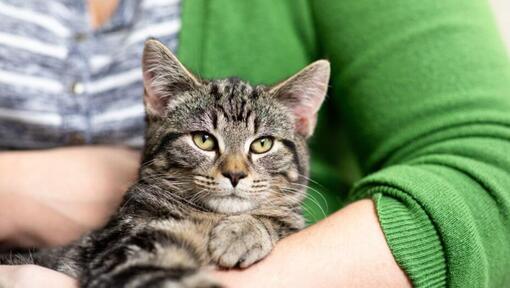 Dark furred cat sitting in owner's arms.