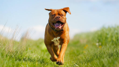 Ευτυχισμένος Dogue de Bordeaux τρέχει στο χωράφι