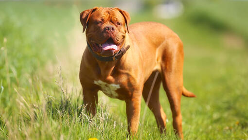 Dogue de Bordeaux στέκεται στο γρασίδι