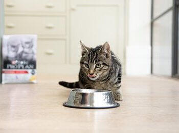 Cat drinking from bowl