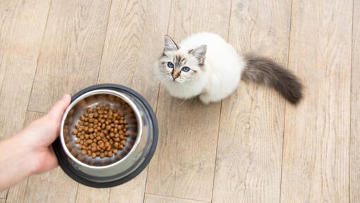 Cat waiting for food