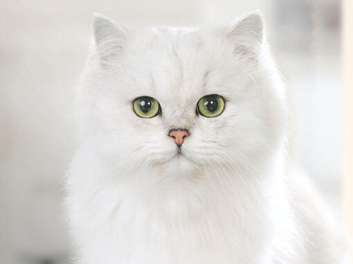Γκουρμέ λευκή γάτα