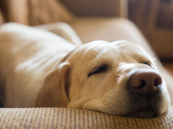Σκύλος που κοιμάται στον καναπέ