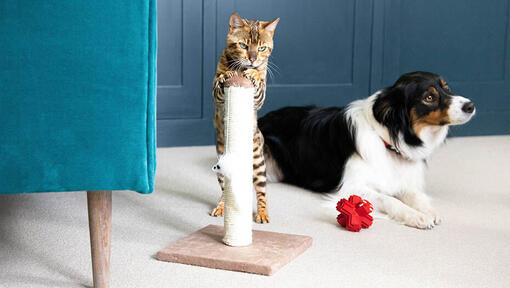 Γάτα που στέκεται σε ξύσιμο στύλο με σκύλο στο παρασκήνιο.