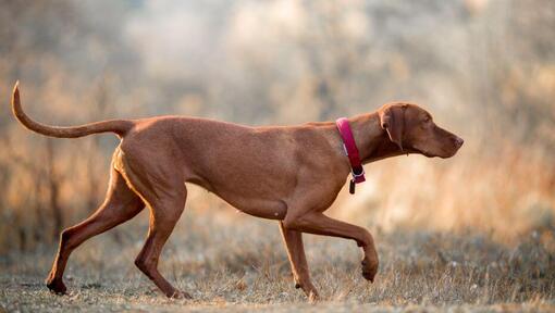 Brown Vizsla που περπατά στο χωράφι