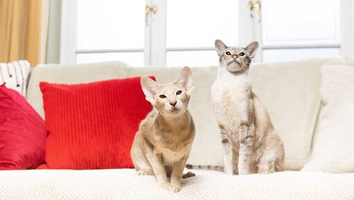 Δύο γάτες που κάθονται η μια δίπλα στην άλλη σε έναν καναπέ