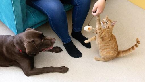 Γάτα παίζει με πουπουλένιο παιχνίδι με τον ιδιοκτήτη ενώ ο σκύλος παρακολουθεί