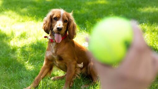 Χαρούμενο κουτάβι σπάνιελ που περιμένει να πεταχτεί μια μπάλα του τένις