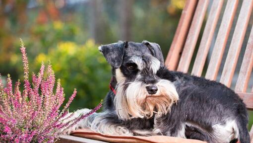 Μινιατούρα Schnauzer ξαπλωμένη σε μια καρέκλα σε έναν κήπο