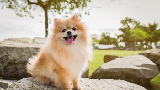 Pomeranian κάθεται στην πέτρα