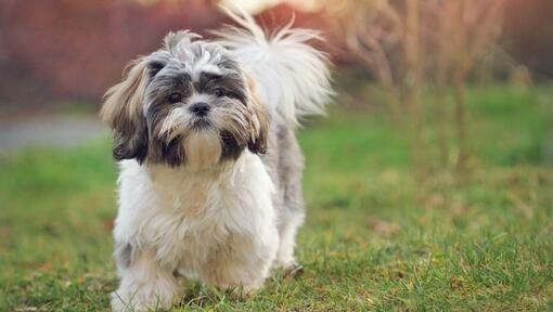 σκύλος shih tzu που περπατά στο γρασίδι