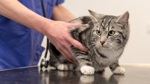 γάτα που κρατιέται από κτηνίατρο