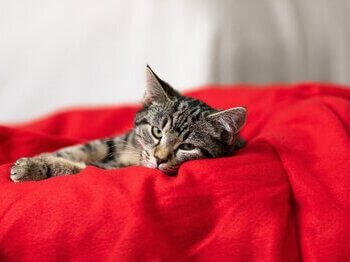 Γάτα που ξαπλώνει σε κουβέρτες