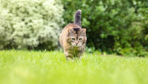 γάτα που περπατά στο γρασίδι