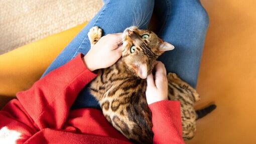 γάτα της Βεγγάλης που κάθεται στην αγκαλιά του ιδιοκτήτη