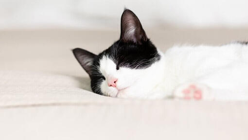 ασπρόμαυρη γάτα που κοιμάται