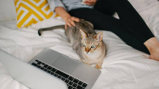 Η γυναίκα παρακολουθεί ταινία στο φορητό υπολογιστή της με το κατοικίδιό της - ασιατική γάτα