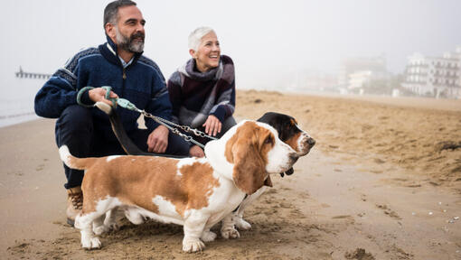 Κυνηγόσκυλα μπασέτ με τους ιδιοκτήτες στην παραλία.