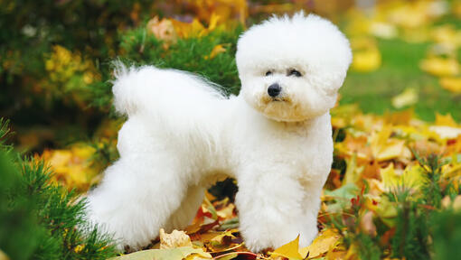 Bichon Frize στα φύλλα