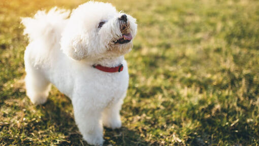 Ο Bichon Frize κοιτάζει ψηλά