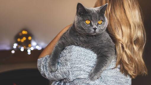 Η γυναίκα κρατά το κατοικίδιό της - βρετανική κοντότριχη γάτα