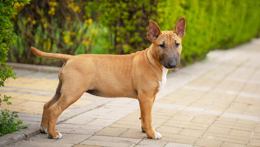 Καφέ μινιατούρα Bull Terrier κουτάβι στην αυλή